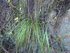 Bulbine audreyae