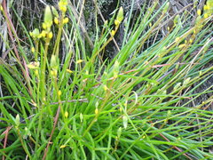 Bulbine audreyae