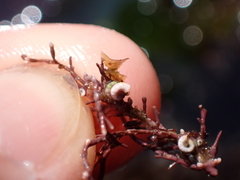 Spirorbis corallinae