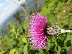 Cirsium filipendulum