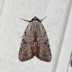 Catocala gracilis