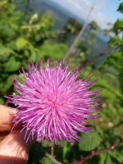 Cirsium filipendulum