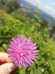 Cirsium filipendulum