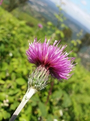 Cirsium filipendulum