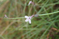 Lobelia patula