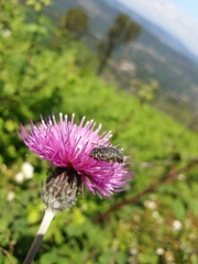Cirsium filipendulum