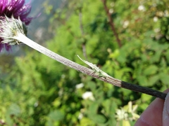 Cirsium filipendulum