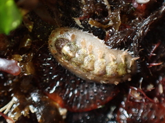 Acanthochitona crinita