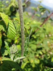 Cirsium filipendulum