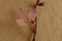Lobelia patula