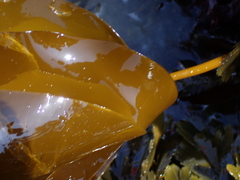 Laminaria digitata