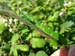 Cirsium filipendulum