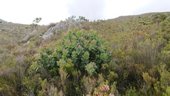 Protea grandiceps
