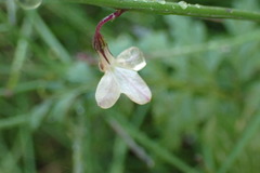 Lobelia patula