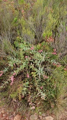 Protea amplexicaulis