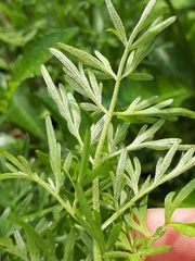 Plasmopara peucedani