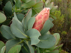 Protea grandiceps