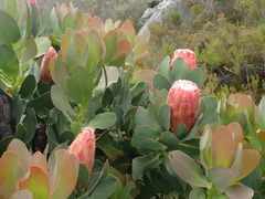 Protea grandiceps