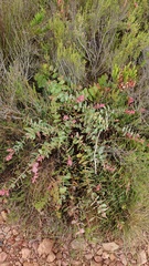 Protea amplexicaulis