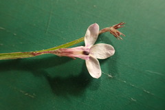 Lobelia patula