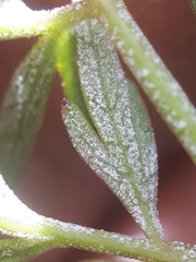 Plasmopara peucedani