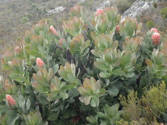 Protea grandiceps
