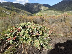 Protea amplexicaulis
