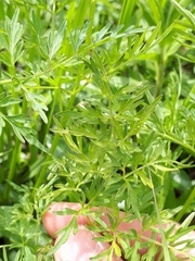 Plasmopara peucedani