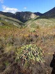 Protea amplexicaulis