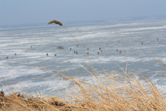 Calamagrostis extremiorientalis