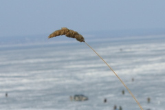 Calamagrostis extremiorientalis