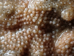 Schizoporella unicornis