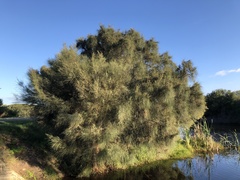 Allocasuarina fraseriana