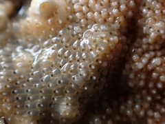 Schizoporella unicornis