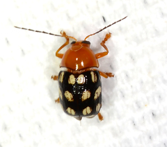 Cryptocephalus guttulatus