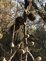 Allocasuarina fraseriana