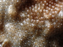 Schizoporella unicornis