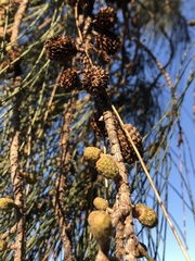 Allocasuarina fraseriana
