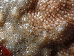 Schizoporella unicornis