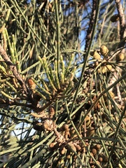 Allocasuarina fraseriana