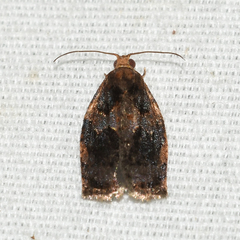 Archips infumatana