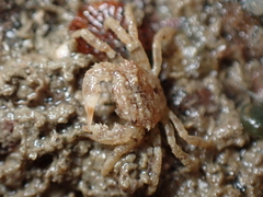 Pilumnus hirtellus