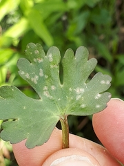 Entyloma ranunculi-scelerati