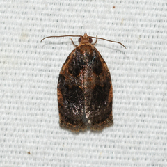 Archips infumatana