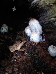 Coprinopsis mitrispora