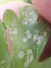 Entyloma ranunculi-scelerati