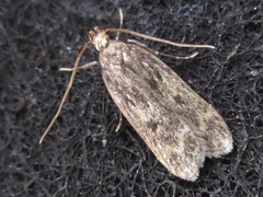 Eudonia puellaris