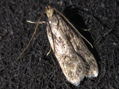 Eudonia puellaris