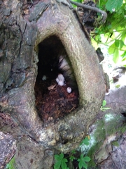 Coprinopsis mitrispora