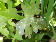 Entyloma ranunculi-scelerati
